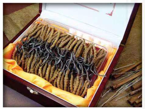 古塔冬虫夏草回收